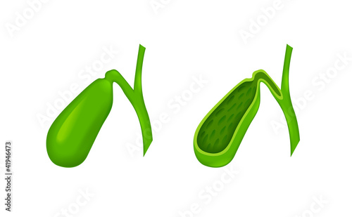 gallbladder
