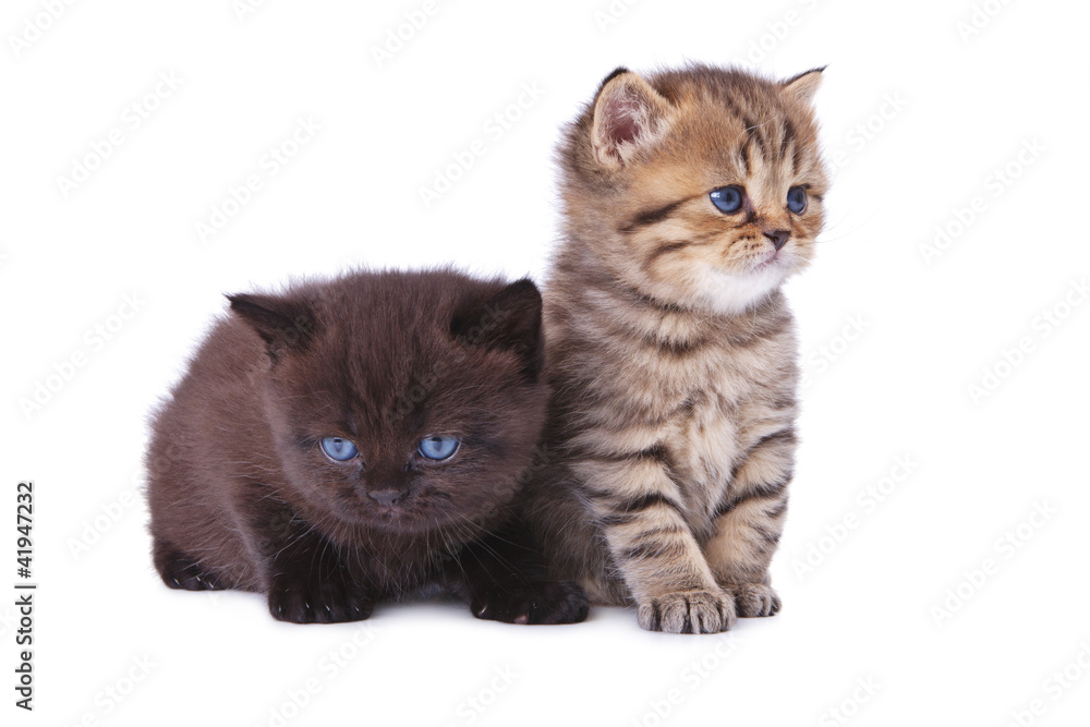 Two British kittens