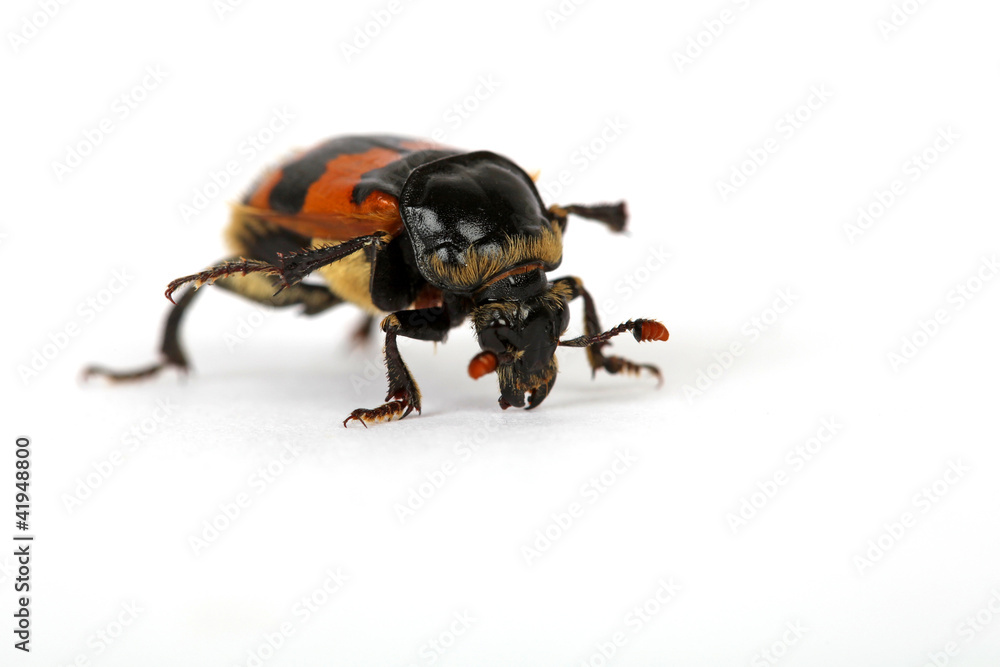 Naklejka premium Totengräber