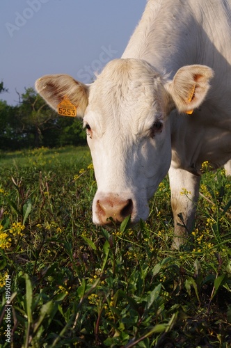 portrait de vache en zone humide