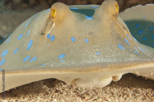 Blue spotted lagoon ray feeding photo