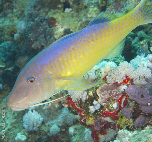 Closeup of yellowsaddle goatfish