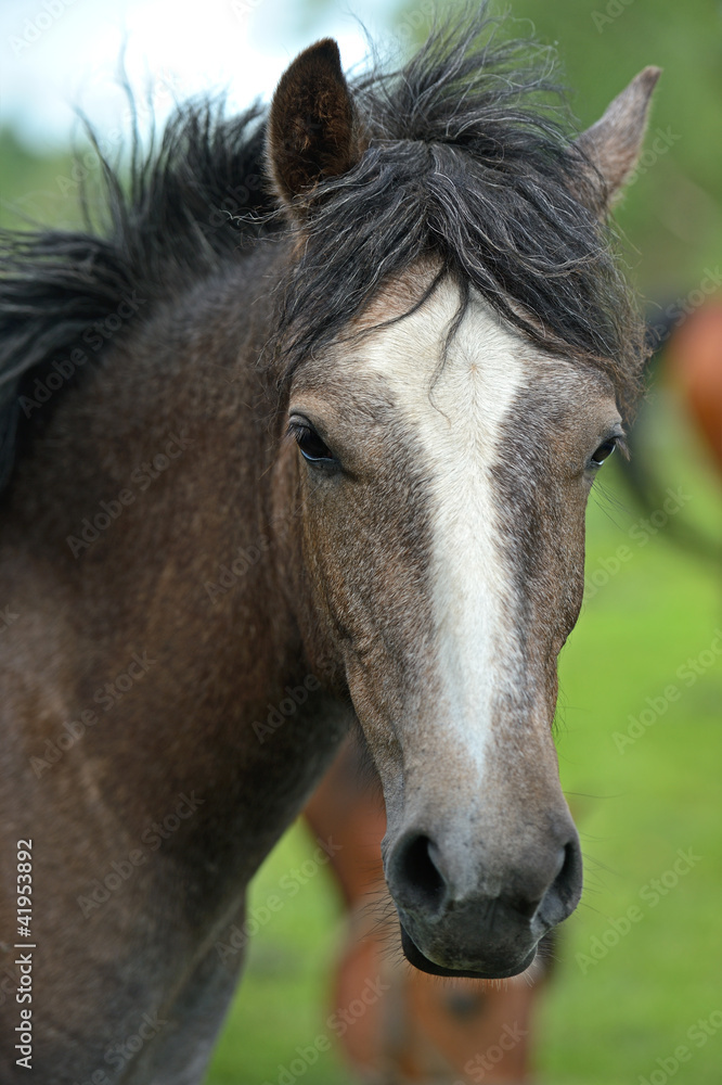 Fototapeta premium Horse