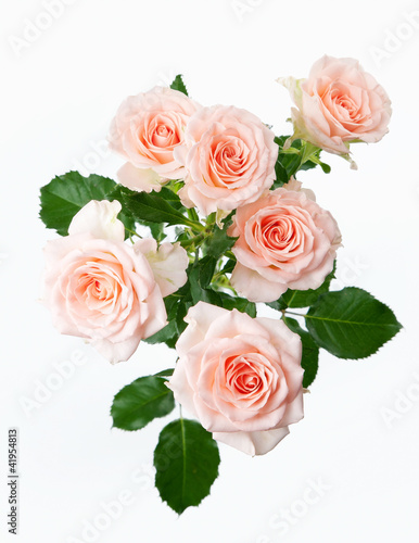 bunch of rose flowers on white background