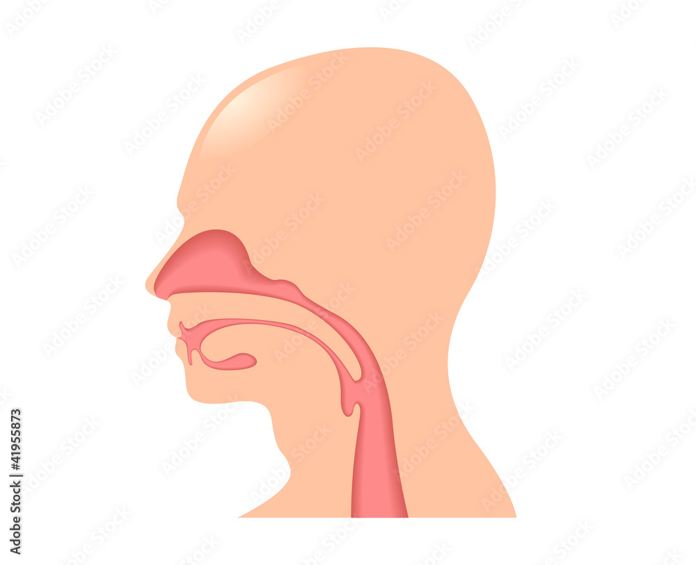 Human Tongue Human Tongue