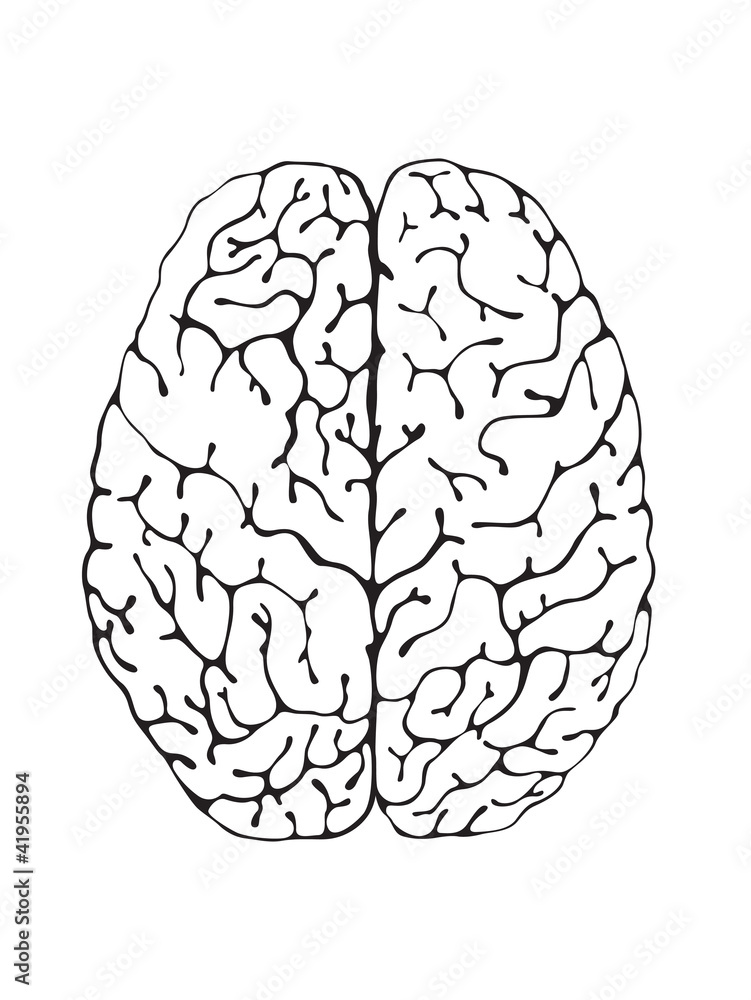 The brain is a black and white view from above The brain is a black and white view from above