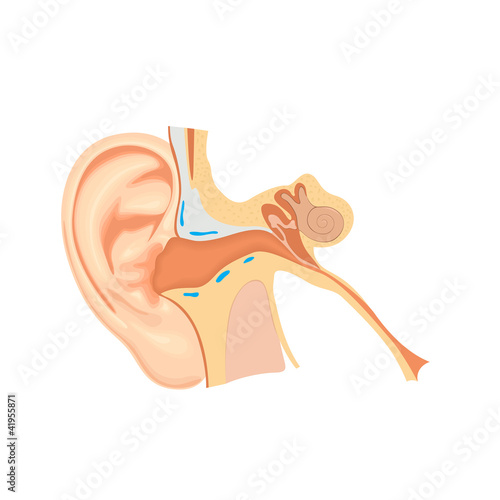 Human Ear