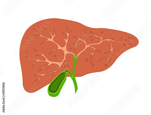 liver and gall bladder in the context