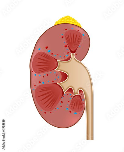 kidney adrenal gland