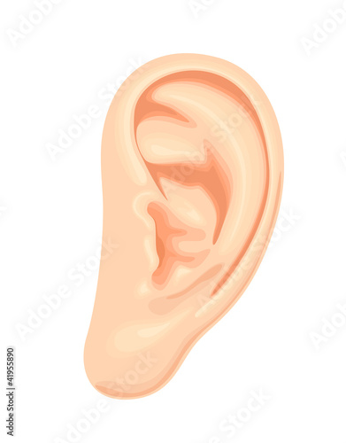 realistic human ear