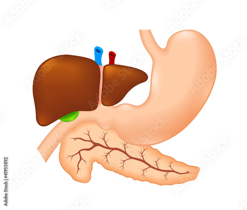 stomach, liver and pancreas