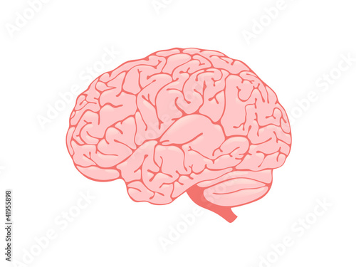 Volumetric pink brain is a side view