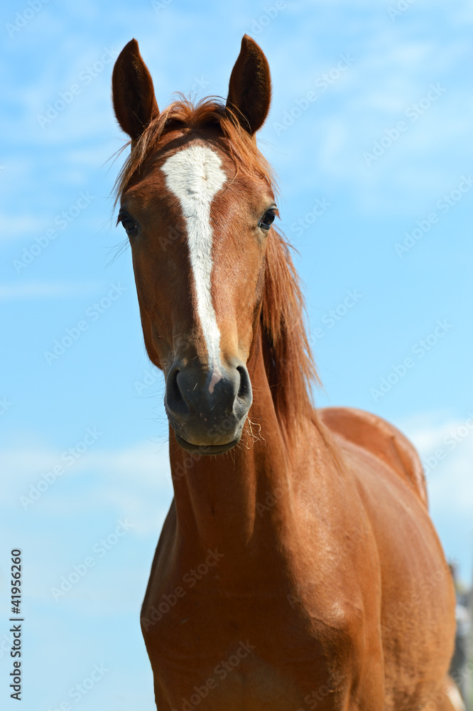 Fototapeta premium Horse