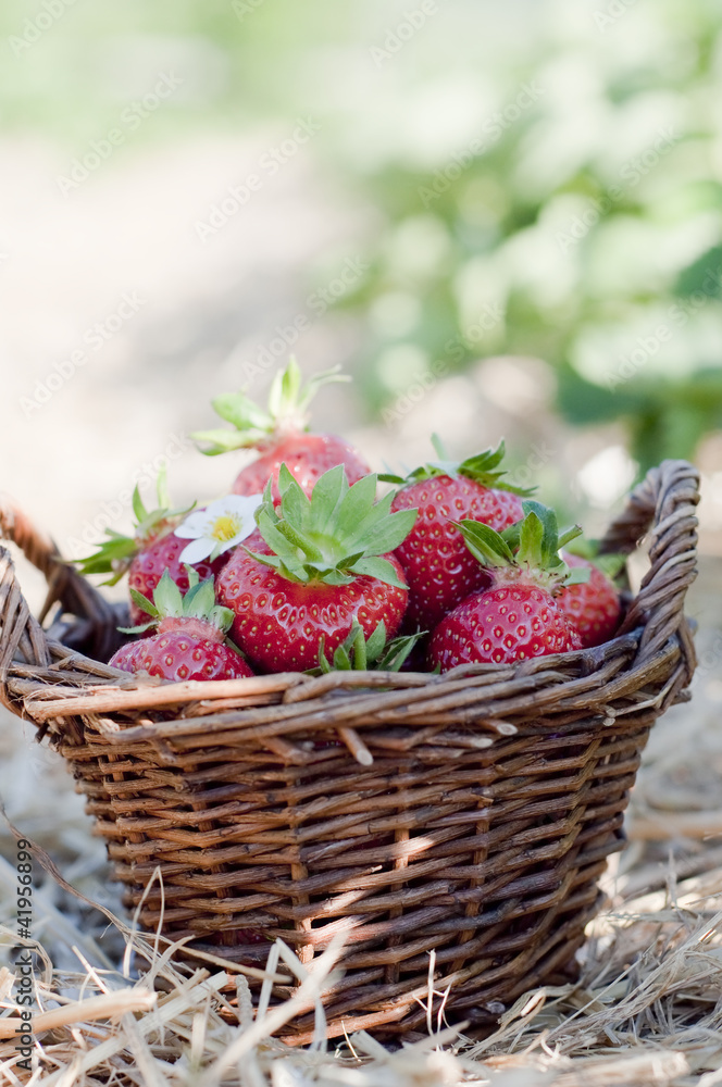 Strawberries in the basket Strawberries in the basket
