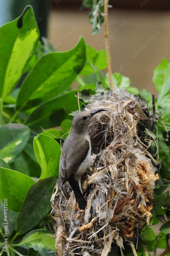 Female Sunbird feeding her newborn chicks in nest Female Sunbird feeding her newborn chicks in nest