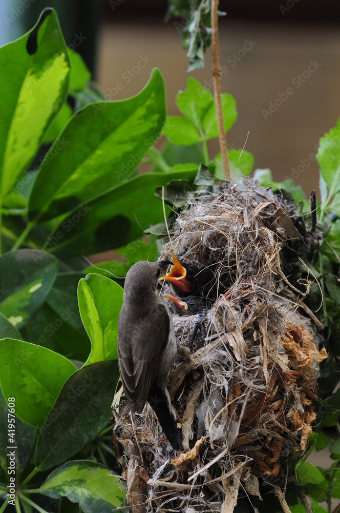 Female Sunbird feeding her newborn chicks in nest Female Sunbird feeding her newborn chicks in nest