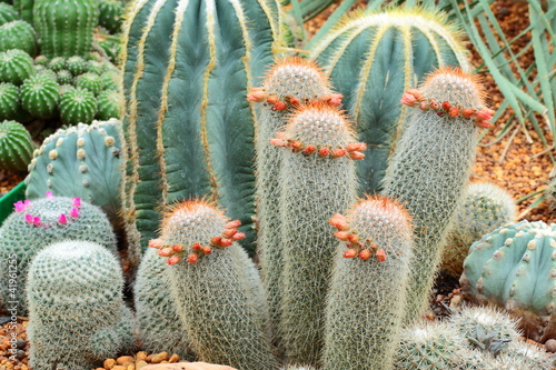 Group of bludgeon cactus