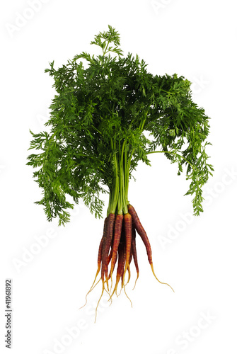Floating Red-Orange Carrots