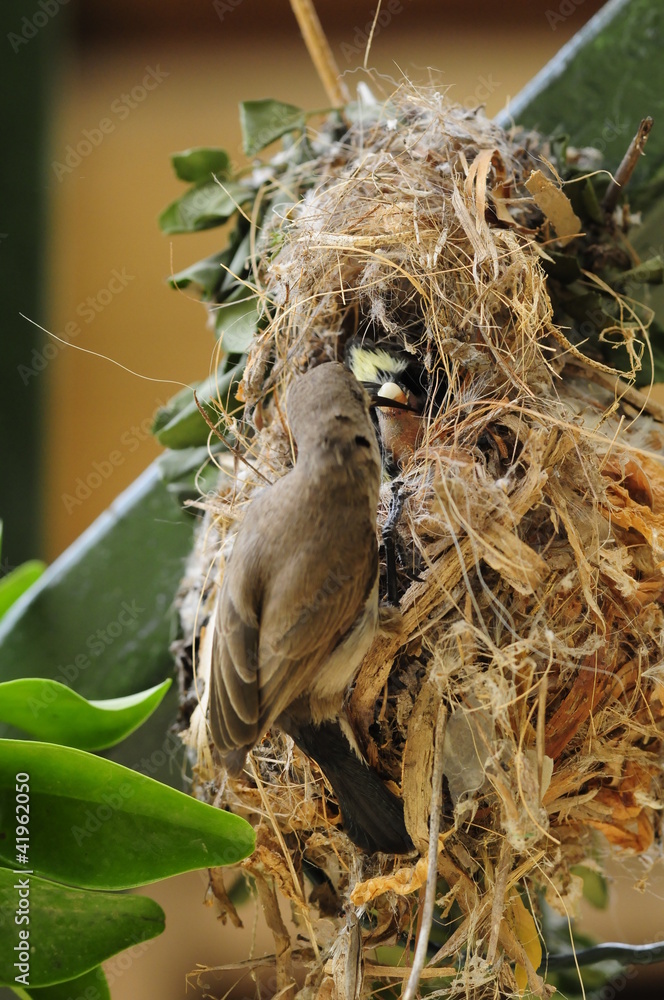 Female Sunbird feeding her newborn chicks in nest Female Sunbird feeding her newborn chicks in nest