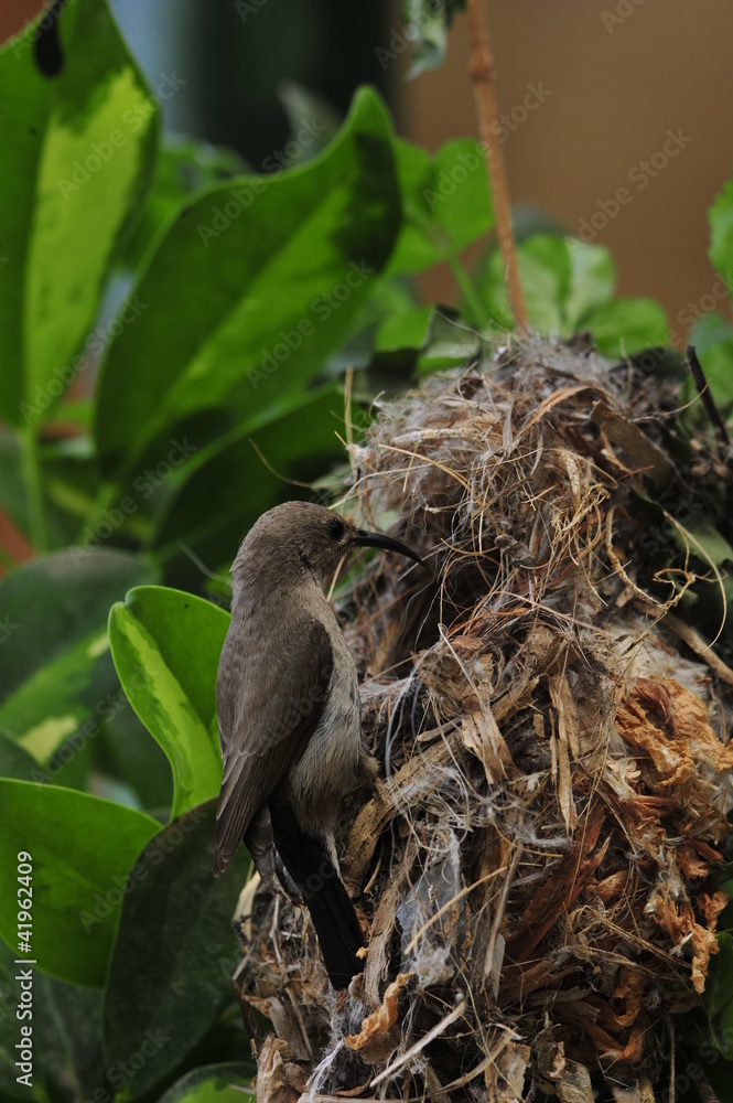 Female Sunbird feeding the chicks in nest Female Sunbird feeding the chicks in nest