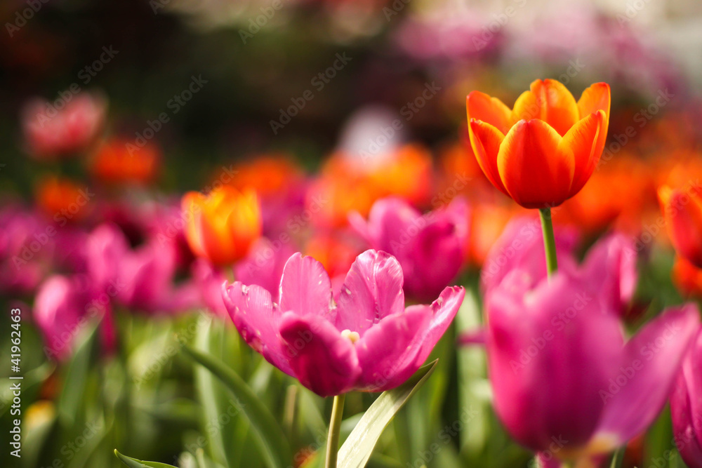 Orange tulips