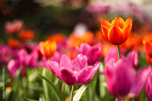 Orange tulips