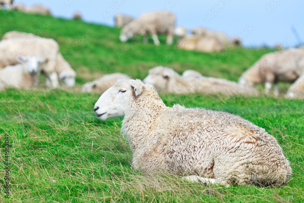 Fototapeta premium Sheeps