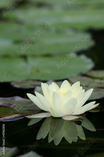 beautiful water lily background
