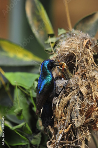 Male Sunbird feeding his newborn chicks in nest