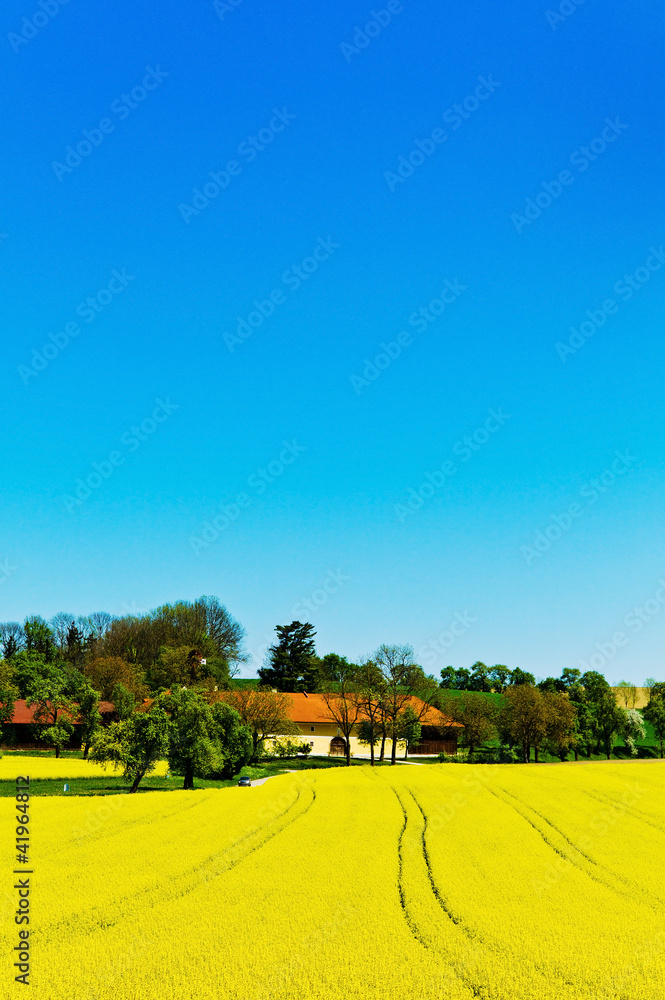 Obraz premium Gelbes Rapsfeld im Frühling