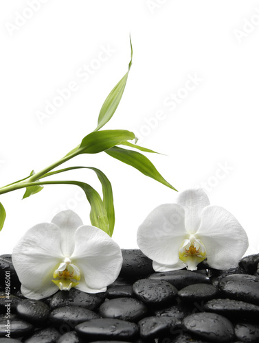 Beautiful two white orchid with bamboo leaves on pebble