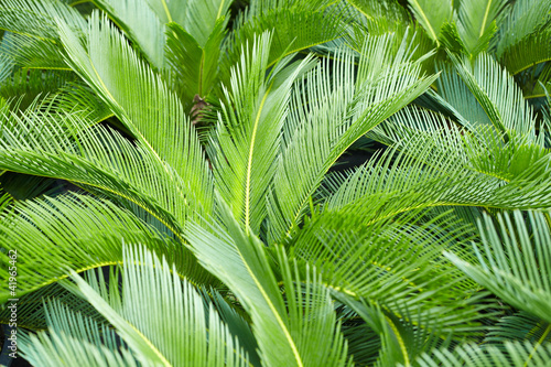 Palm leaves