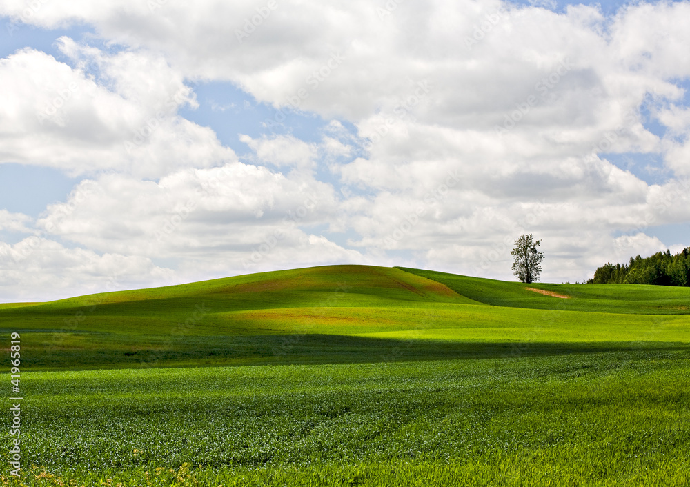 View of a green field and a single tree.