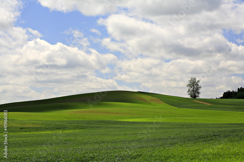 View of a green field and a single tree.