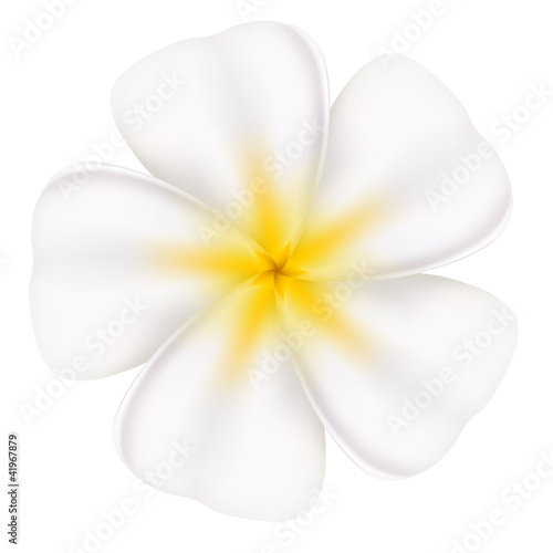 Beautiful frangipani