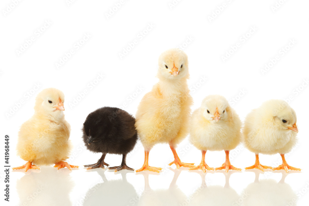 baby chicken on white baby chicken on white