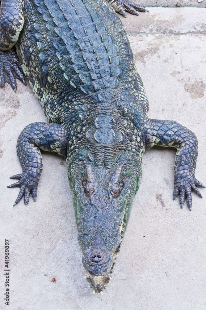 Obraz premium Crocodile on a farm, Thailand