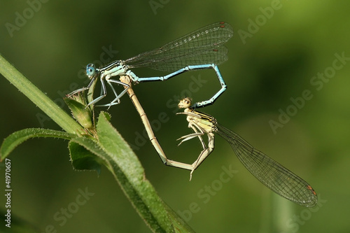 Dragonfly love, insect nature, sexuality sex concept