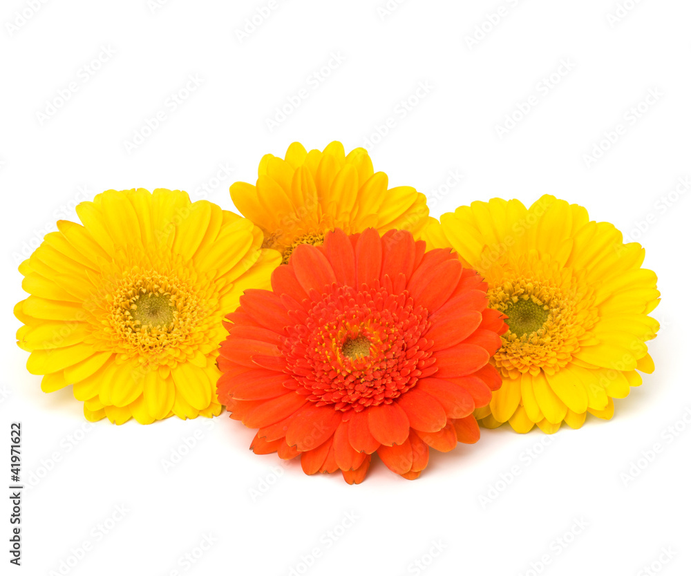 Beautiful daisy gerbera flowers Beautiful daisy gerbera flowers