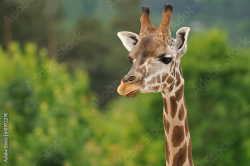 Giraffe head with neck