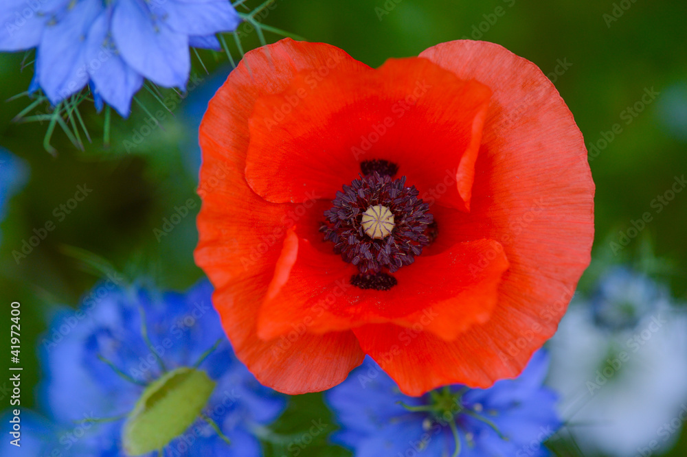 Fleurs - Coquelicots Fleurs - Coquelicots