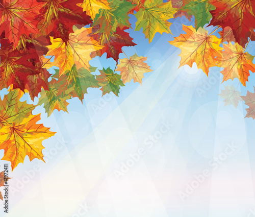 Vector of autumnal leaves on blue sky background.