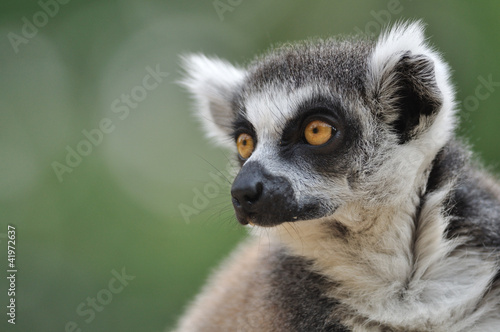 Lemur portrait © Stanislav Duben