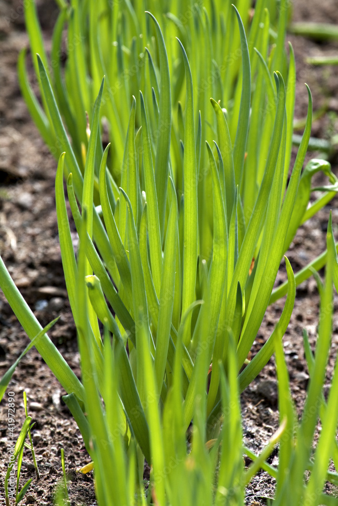 Fototapeta premium Bed of spring onions.