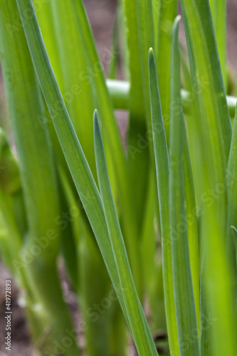 Bed of spring onions.