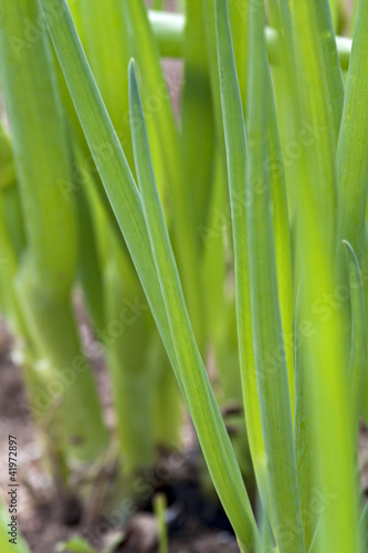 Bed of spring onions.