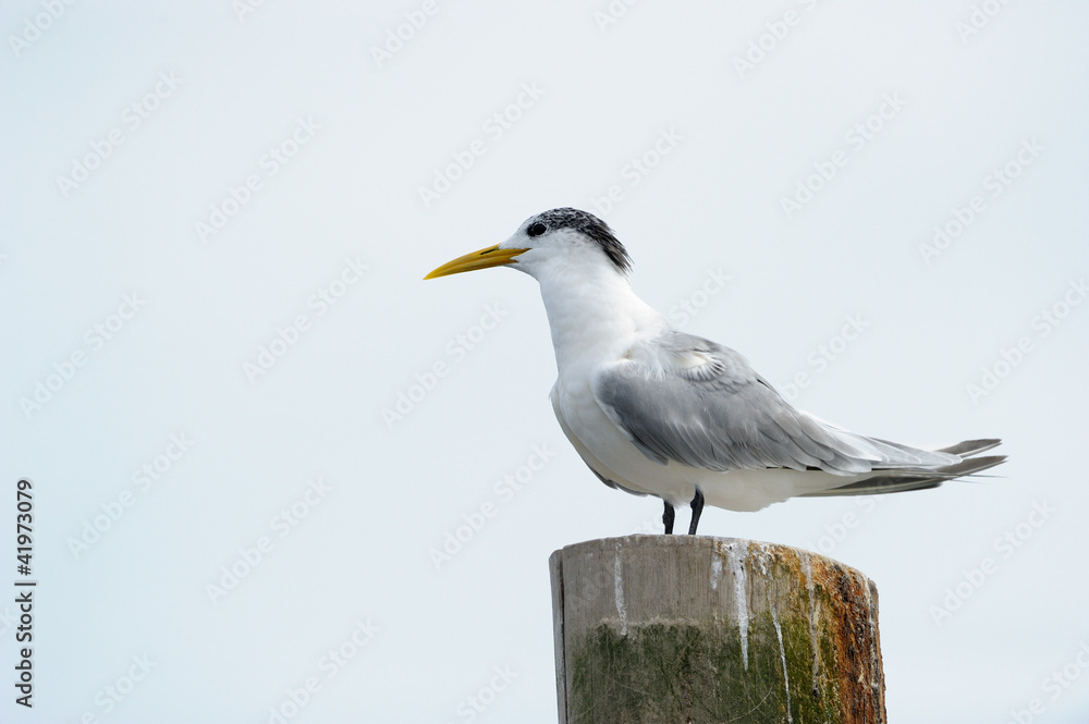Swift Tern standing on a pole. Swift Tern standing on a pole.