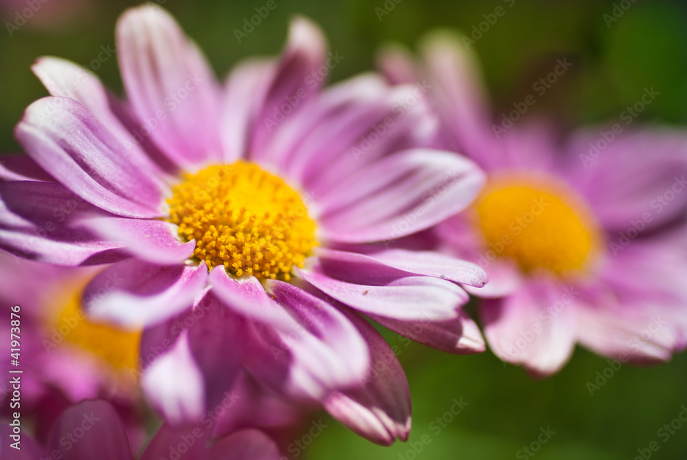Margeriten Margeriten