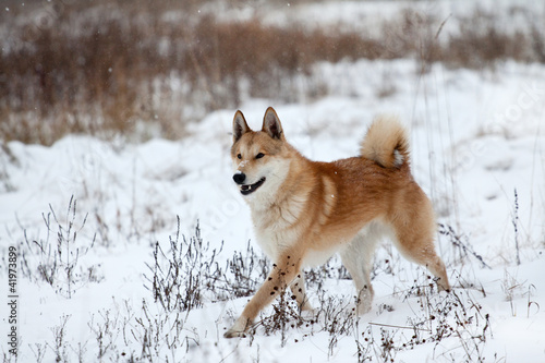 Running West Siberian Laika in winter