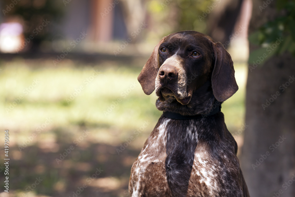 cane da riporto